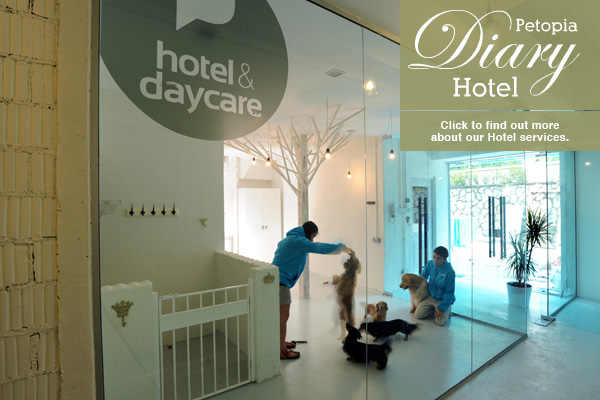 Hotel & Daycare
